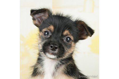 成約済の茨城県のミックス犬-283245の1枚目